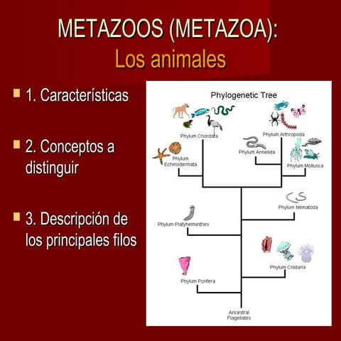 Metazoos (metazoa)