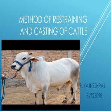 Restraining techniques of Animals | PDF