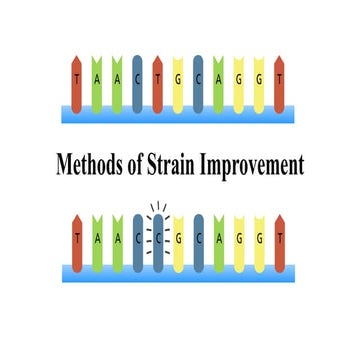 Methods of strain improvement