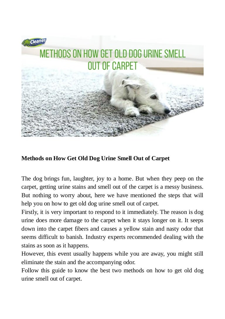 Methods On How Get Old Dog Urine Smell Out Of Carpet