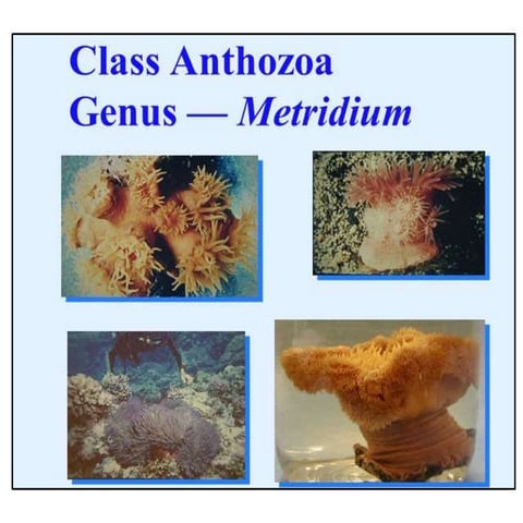 Sea anemones | PPTX