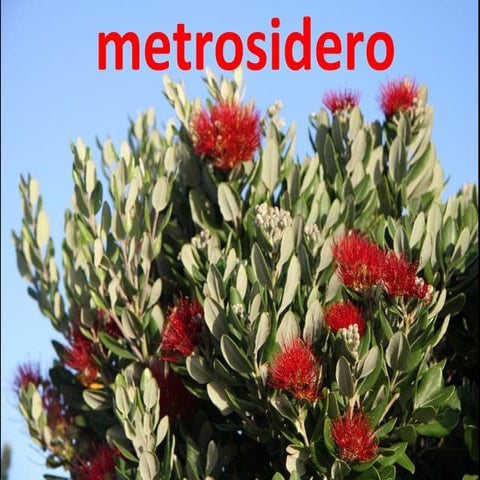 Metrosidero