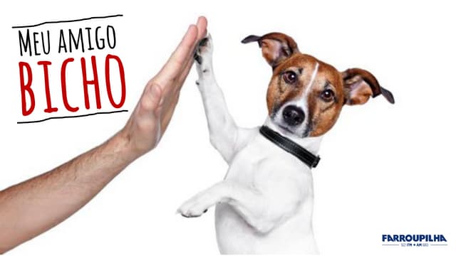 Meu amigo bicho   tabela out 2015 1