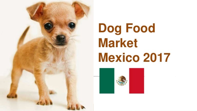 mexican dog breeds chihuahua