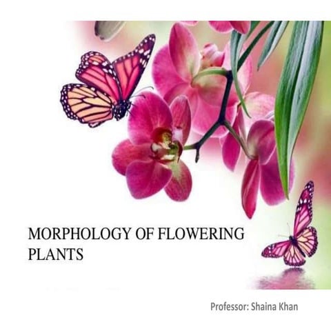 morphology of flowering plants- Flower