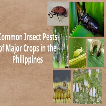 Common Insects of Common of Major Crops in the Philippines_2024.docx
