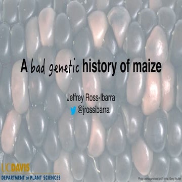 A bad genetic history of maize