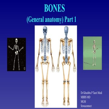 General Anatomy of Bone, Skeleton, and Cartilage | PDF