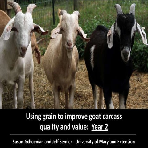 Comparison of pen vs. pasture-fed goats