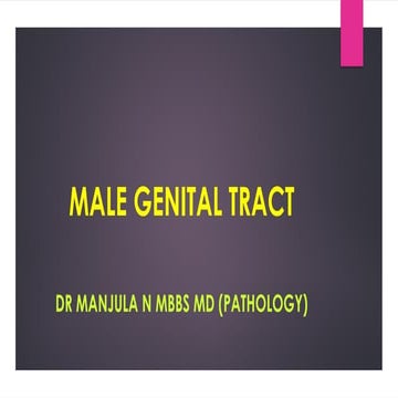 MALE GENITAL TRACT                 .pptx