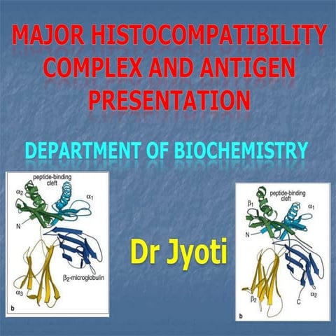 Major histocompatibility complex