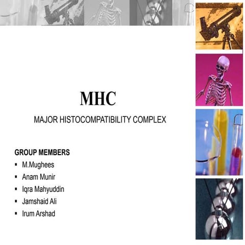 Major histocompatability complex