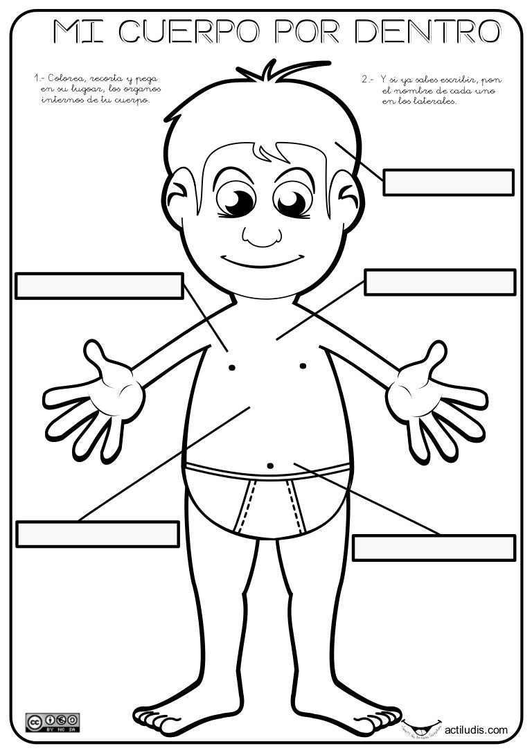 Partes internas del cuerpo humano para colorear