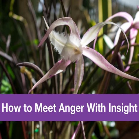 How to Meet Anger With Insight
