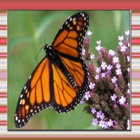 Michelle ann diaporama monarque