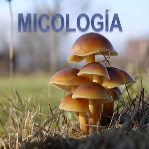 Micología  cocina