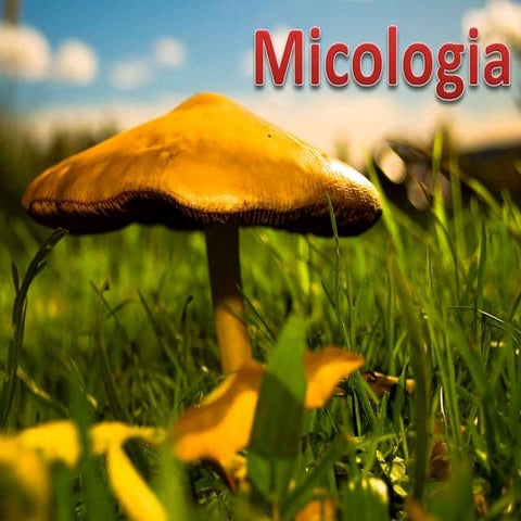 Micologia e Reino Fungi | PPTX