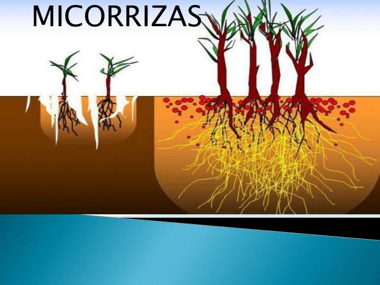 Micorrizas