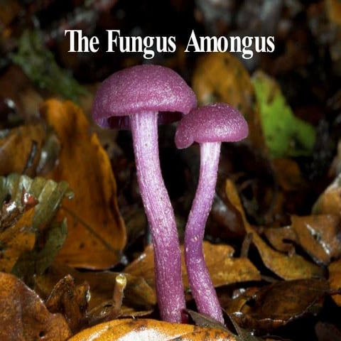 Fungus