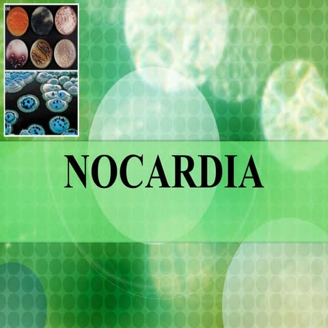 Nicoardia