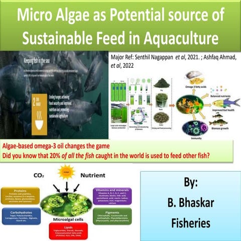Micro algae as feed in Aquaculture by B.pptx