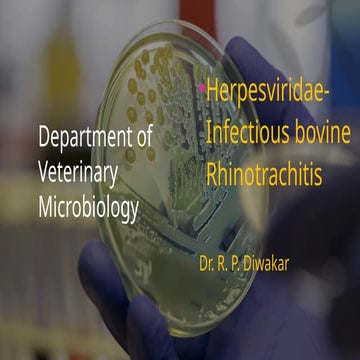 comprehensive-overview-of-bovine-herpesvirus-and-its-impact-on-cattle