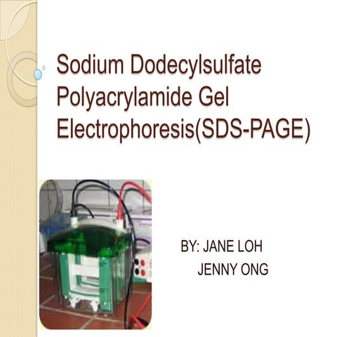 Sds-Page 
