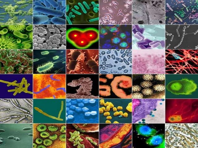 Microbes in human welfare