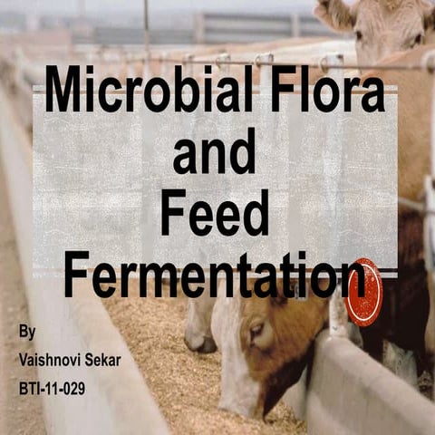 Microbial flora and Feed fermentation