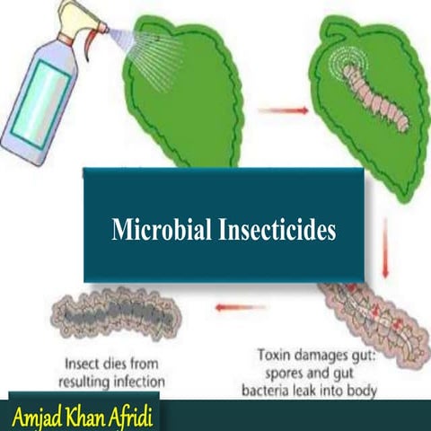 Microbial insecticidals