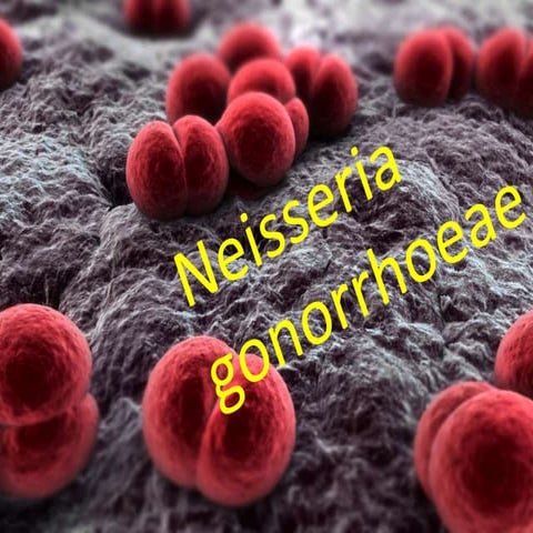 neisseria gonorrhoea