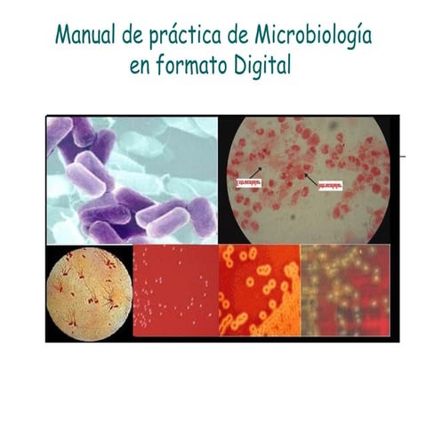 Microbiologia