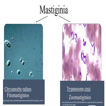 Microbiologia bacterias | PPTX