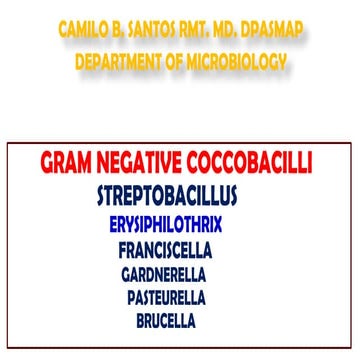 Microbiology and parasitology slides cocobacilli