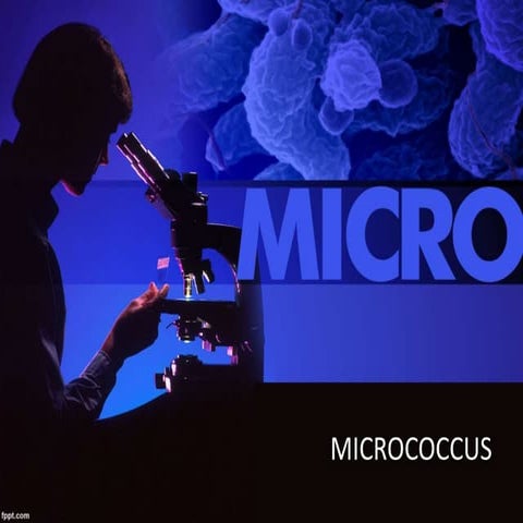 Micrococcus