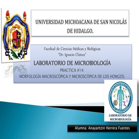 Morfología microscópica y macroscópica de los hongos