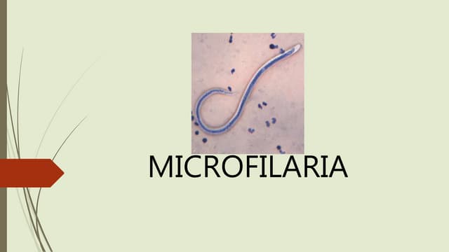 Microfilariae (Wuchereria Bancrofti)