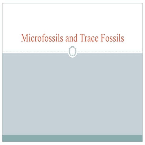 Difference of micro fossils and trace fossil