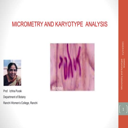 Micrometry and karyotype analysis