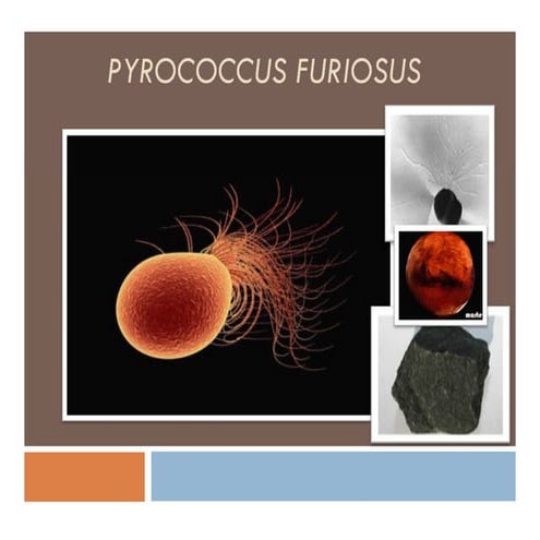 Microorganismos Raros | PPTX