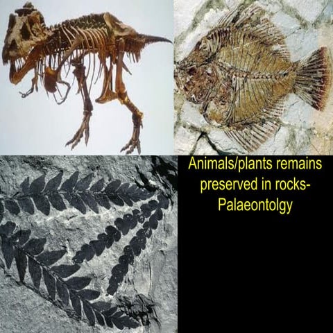 Micropalaeontology tribolites gastropods
