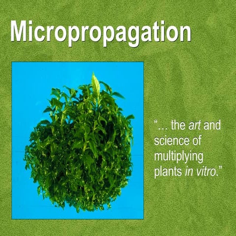 Micropropagation | PPTX