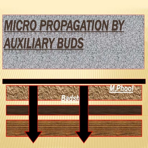 Micro Propagation by auxiliary buds.pptx