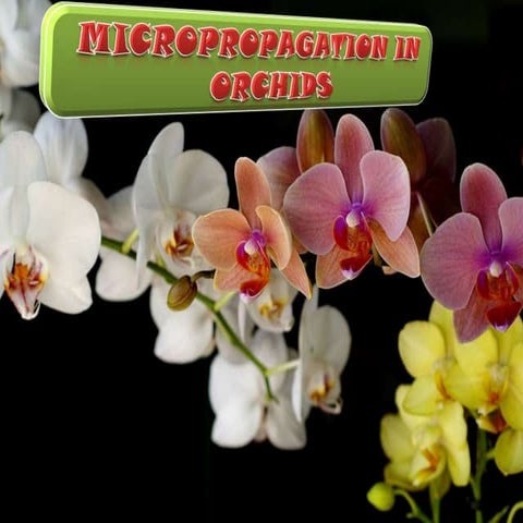 Micropropagation in Orchids | PPTX