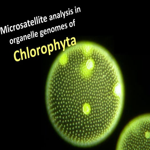 Microsatellite analysis in organelle genomes of chlorophyta（論文討論）
