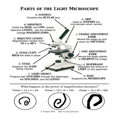 Microscope parts | PDF Microscope parts | PDF