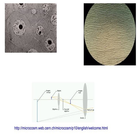 Microscopis | ODP
