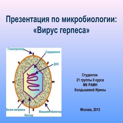 Вирус герпеса | PPT