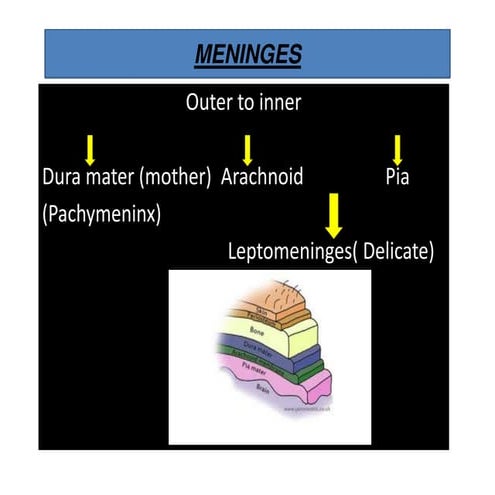 Meninges & and CSF
