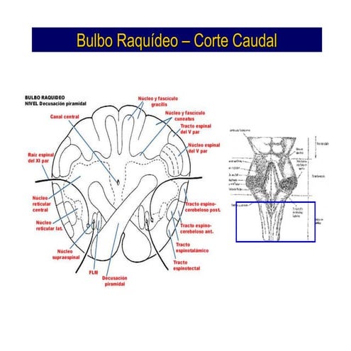 Microsoft power point   neuro i 